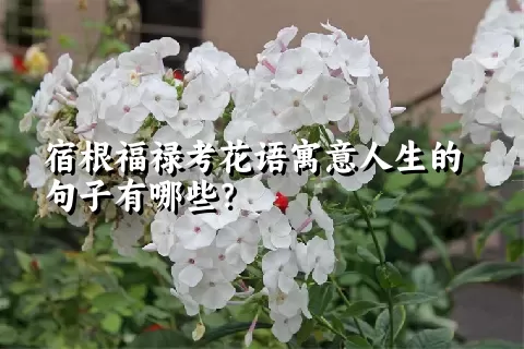 宿根福禄考花语寓意人生的句子有哪些？