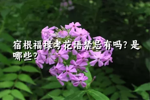 宿根福禄考花语禁忌有吗？是哪些？