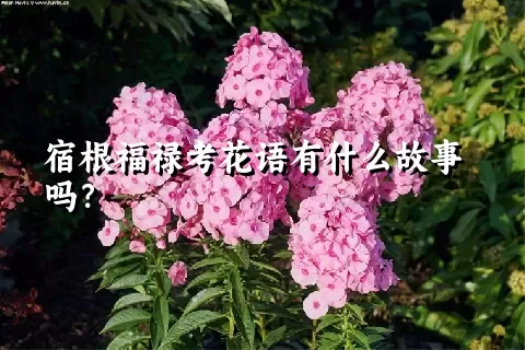 宿根福禄考花语有什么故事吗？