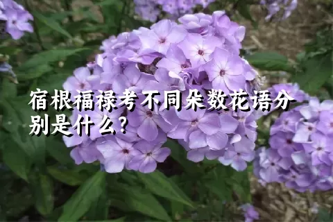 宿根福禄考不同朵数花语分别是什么？