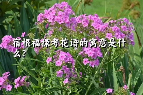 宿根福禄考花语的寓意是什么？