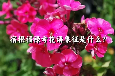 宿根福禄考花语象征是什么？