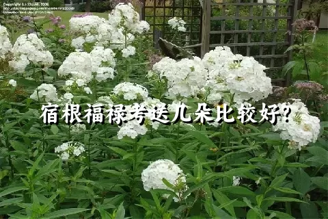 宿根福禄考送几朵比较好？