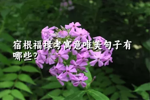 宿根福禄考寓意唯美句子有哪些？