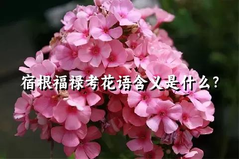 宿根福禄考花语含义是什么？