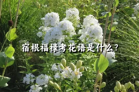 宿根福禄考花语是什么？