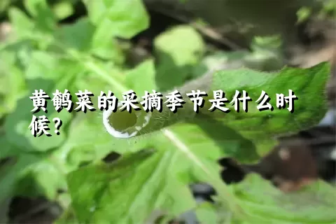 黄鹌菜的采摘季节是什么时候？