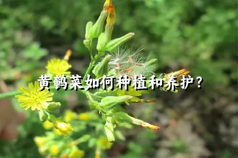 黄鹌菜如何种植和养护？