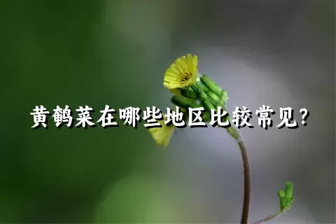 黄鹌菜在哪些地区比较常见？