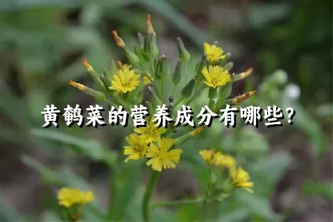 黄鹌菜的营养成分有哪些？