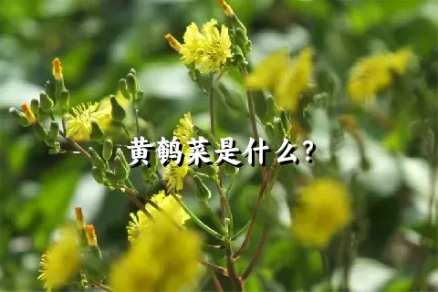 黄鹌菜是什么？