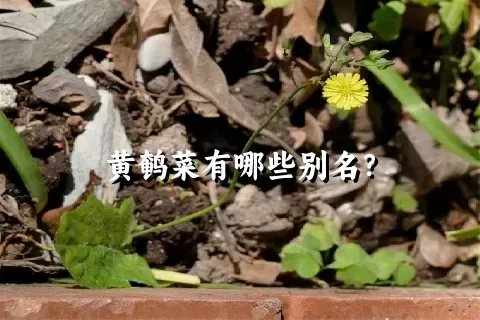 黄鹌菜有哪些别名？