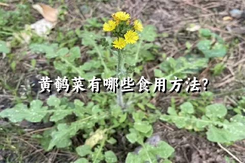 黄鹌菜有哪些食用方法？