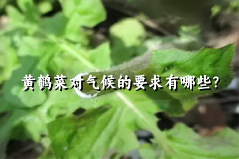 黄鹌菜对气候的要求有哪些？