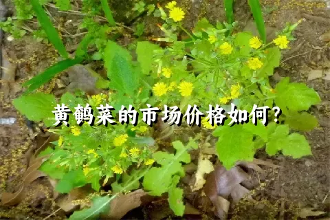 黄鹌菜的市场价格如何？