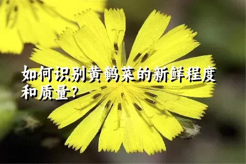 如何识别黄鹌菜的新鲜程度和质量？