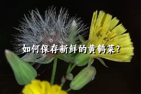 如何保存新鲜的黄鹌菜？