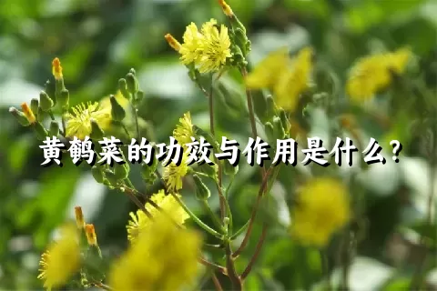 黄鹌菜的功效与作用是什么？