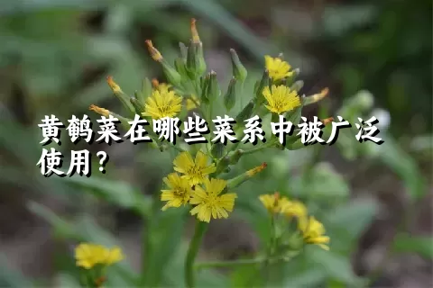 黄鹌菜在哪些菜系中被广泛使用？