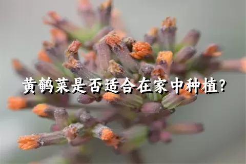 黄鹌菜是否适合在家中种植？