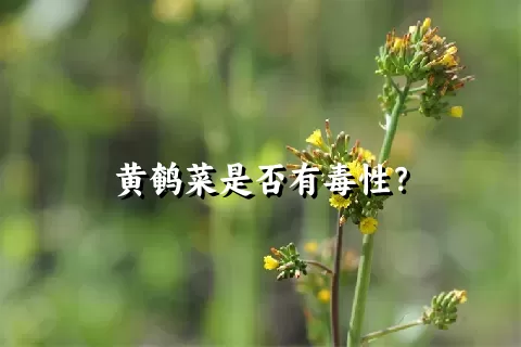 黄鹌菜是否有毒性？