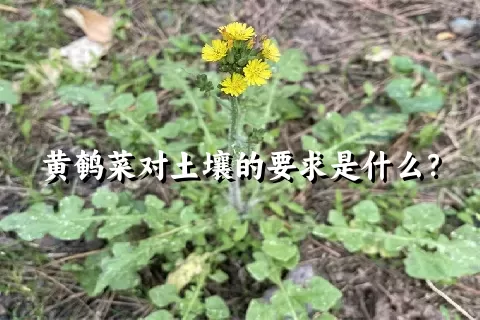 黄鹌菜对土壤的要求是什么？