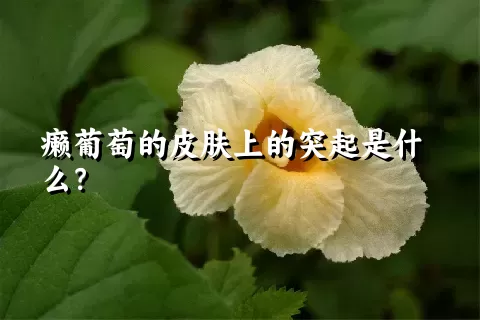 癞葡萄的皮肤上的突起是什么？