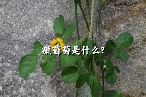 癞葡萄是什么？