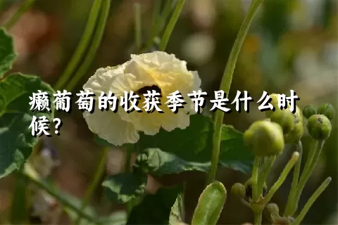 癞葡萄的收获季节是什么时候？