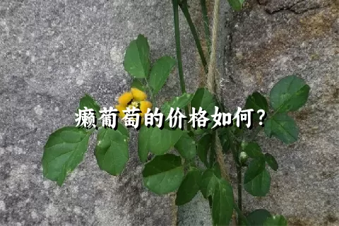 癞葡萄的价格如何？