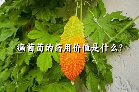 癞葡萄的药用价值是什么？