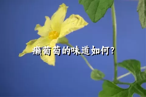 癞葡萄的味道如何？