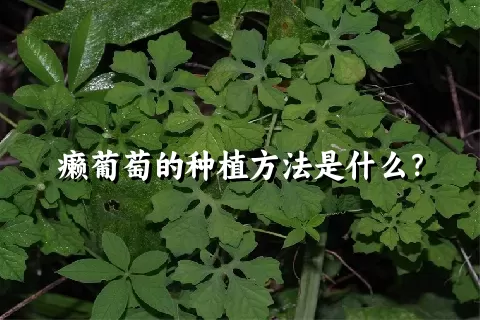 癞葡萄的种植方法是什么？