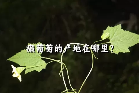 癞葡萄的产地在哪里？