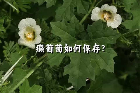 癞葡萄如何保存？