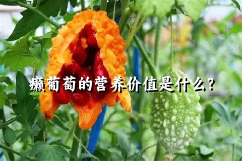 癞葡萄的营养价值是什么？