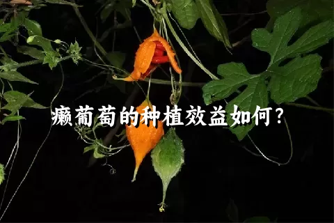 癞葡萄的种植效益如何？