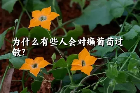 为什么有些人会对癞葡萄过敏？