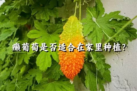 癞葡萄是否适合在家里种植？