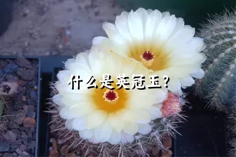 什么是英冠玉？