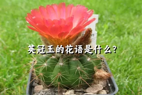 英冠玉的花语是什么？