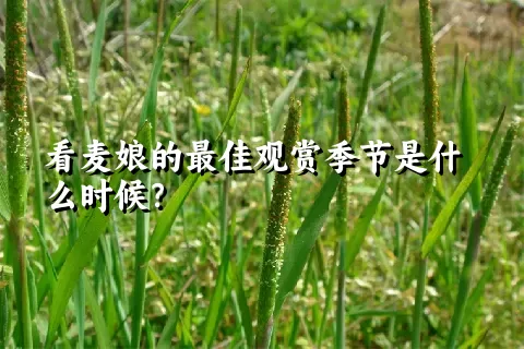 看麦娘的最佳观赏季节是什么时候？