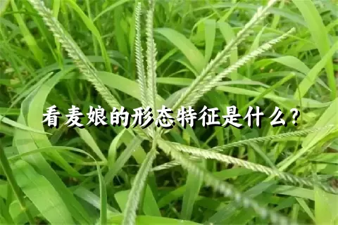 看麦娘的形态特征是什么？