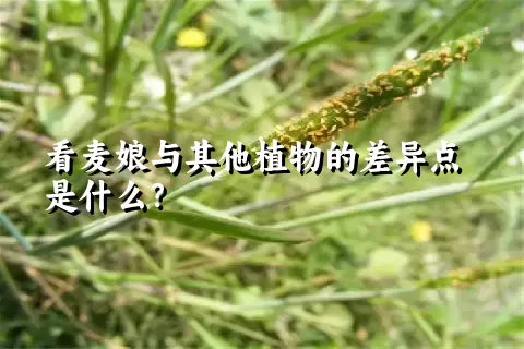 看麦娘与其他植物的差异点是什么？