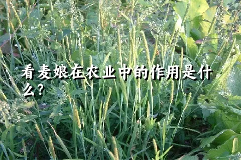 看麦娘在农业中的作用是什么？