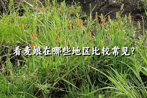 看麦娘在哪些地区比较常见？