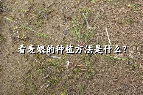 看麦娘的种植方法是什么？