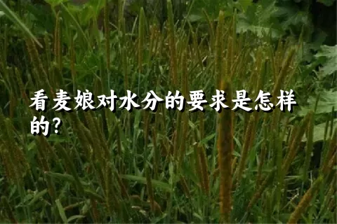 看麦娘对水分的要求是怎样的？