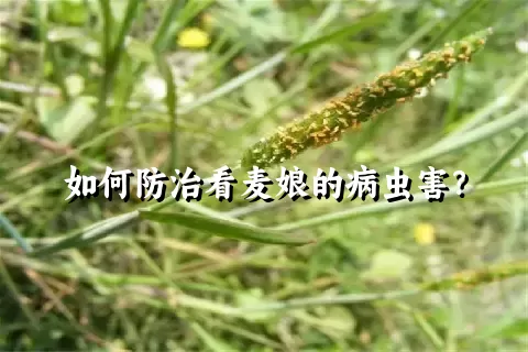 如何防治看麦娘的病虫害？