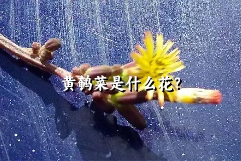 黄鹌菜是什么花？